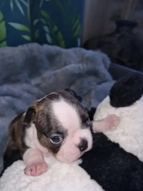 Boston Terrier  Bernie La Patouille Des Forges photo 2