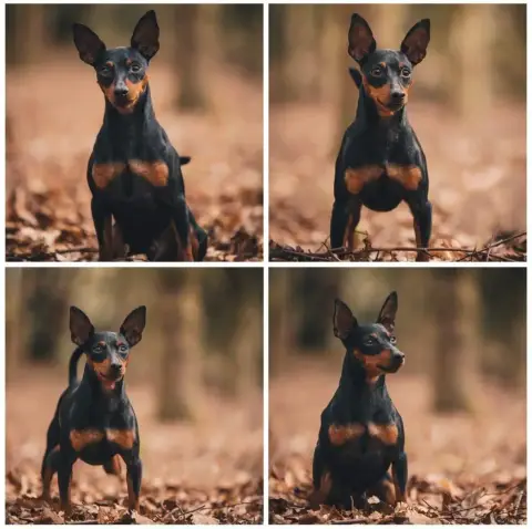 Pinscher Nain  Chiot 3 De La Plaine Bretonne photo 2
