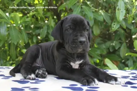 Dogue Allemand photo 3