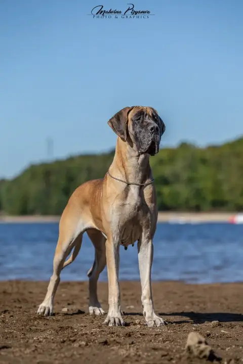 Dogue Allemand  Belinda Du Torrent Royal photo 3