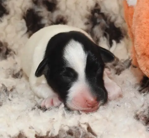 Fox Terrier Poil Lisse  Chiot