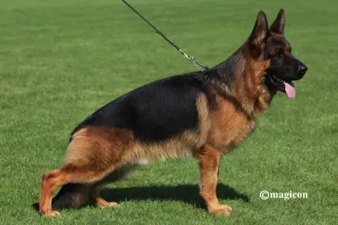 Berger Allemand photo 2