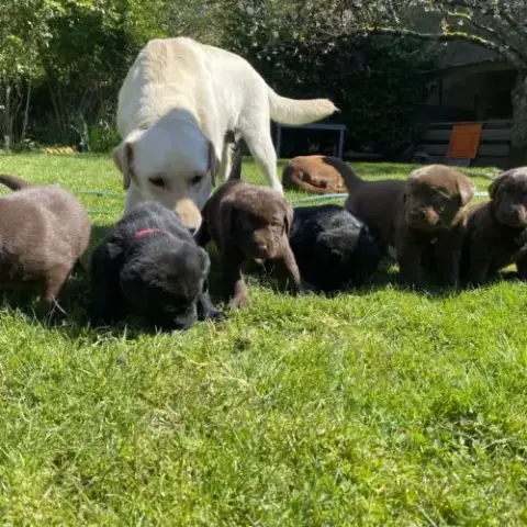 Chiots Labradors À Reserver