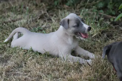 Whippet photo 2