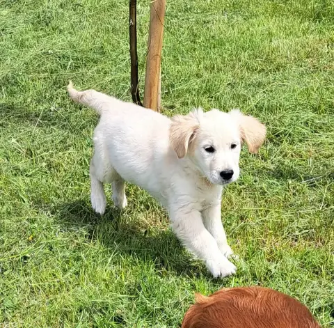 Golden Retriever  Brooke photo 3