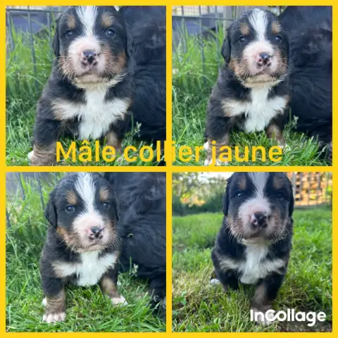 Bouvier Bernois  Chiot 6 De L'Horizon Des Costes photo 2