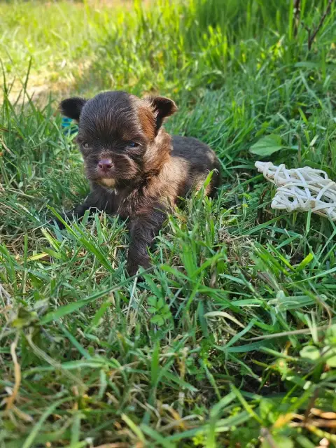 Chihuahua  Chiot N°2 Du Hameau De Selcra photo 2