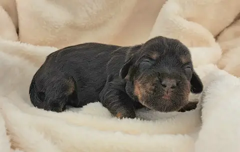 Cocker Spaniel Anglais  Boulette