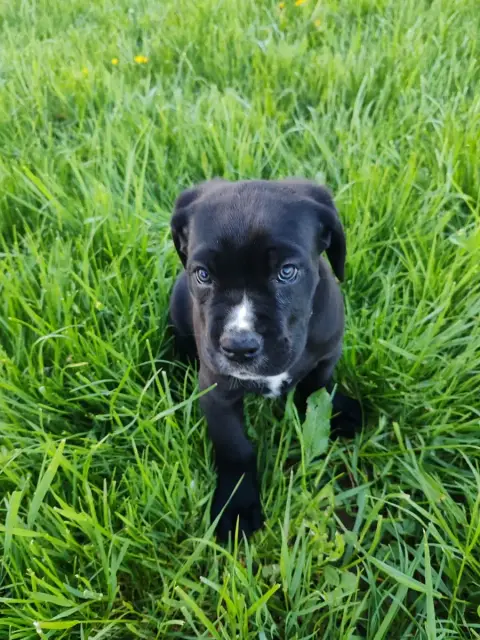 Cane Corso  Blacky Des Gardiens De Lennantony photo 2
