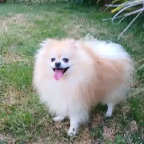 Spitz Pomeranians Deux Mâles Adultes