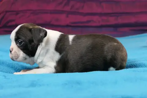 Boston Terrier  Chiot 5 photo 3