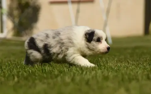 Border Collie  Chiot N°1 Des Collines De Sagne photo 3