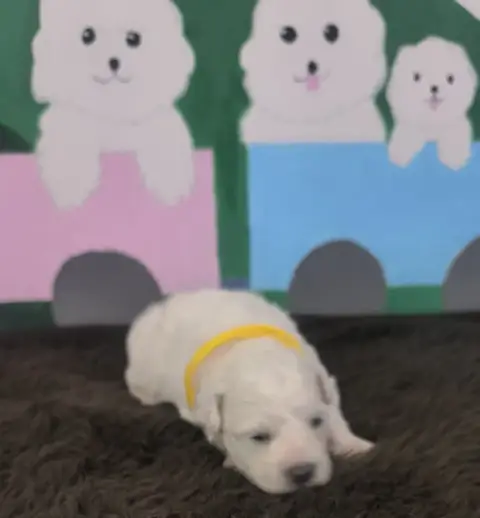 Bichon Frise  Chiot N°2 Von Bereich Sandalvi