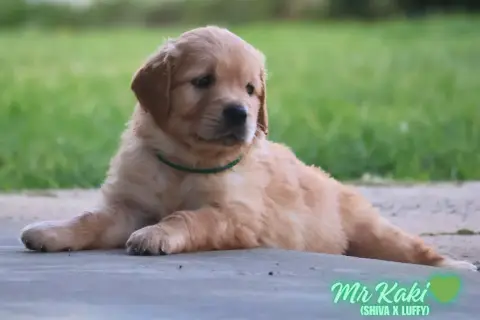 Golden Retriever  Mr Kaki De La Vallée Des Golden D'O f7ef8