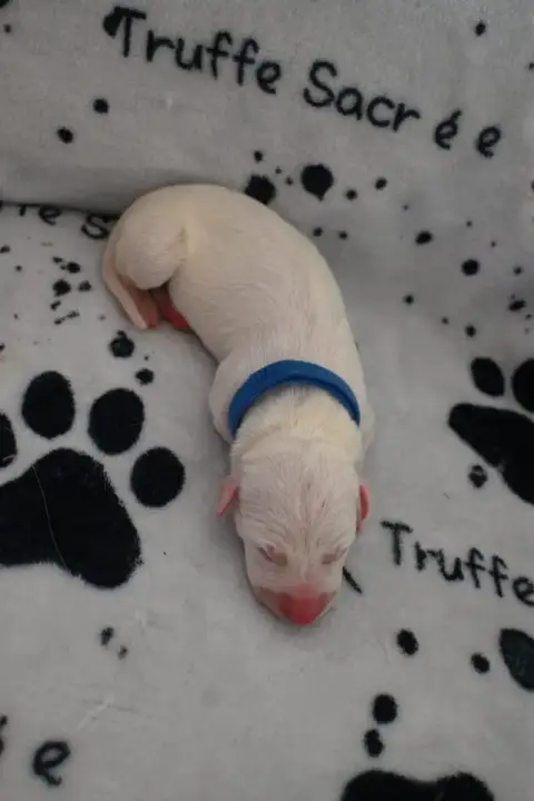 Whippet  Barbidou De La Truffe Sacrée photo 2