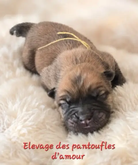 Chow Chow  B...... Des Pantoufles D'Amour