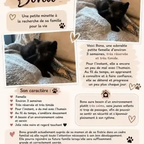 Chat Bona À La Réservation