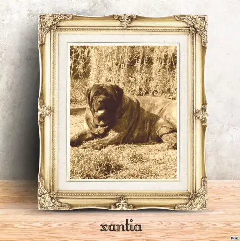 Mastiff  Babouchka Fem Bringee Des Mastiffs D'Enfer a6221 photo 3