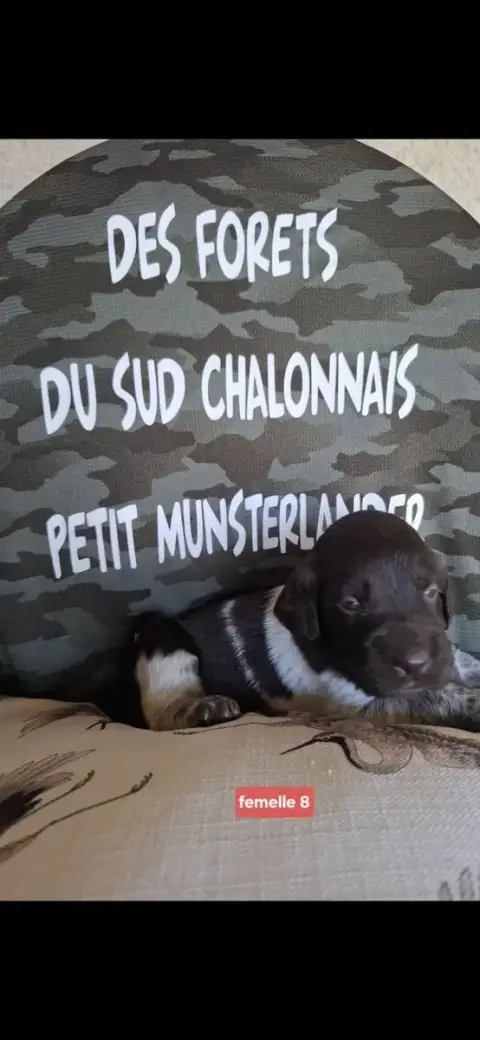 Petit Epagneul De Münster  Chiot N°11 Des Forêts Du S ab942