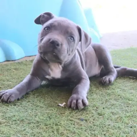 Staffie Lof