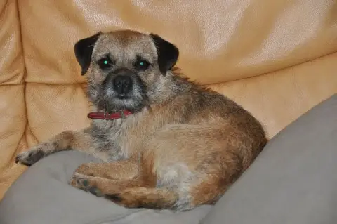 Border Terrier  1 photo 2