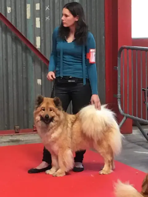 Eurasier  Bali Des Marais De Courmont photo 2