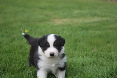 Berger Australien  Chiot N°3 Royal Fluffy