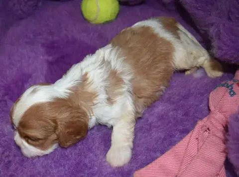 Cavalier King Charles Spaniel 
                       80403 photo 3