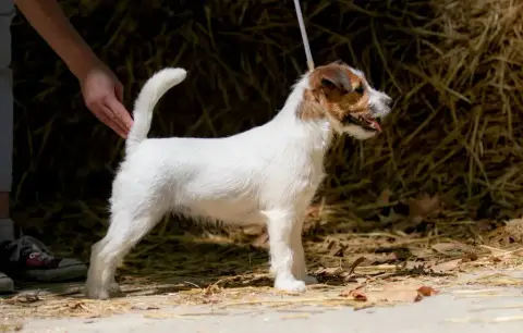Jack Russell Terrier  Chiot 1 Du Bois De Compiègne photo 3