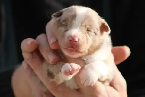 Berger Américain Miniature  Chiot 1 Des Romarins De M be108 photo 2