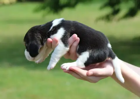 Beagle  Chiot 6 Des Crocs De Heurtevent photo 2
