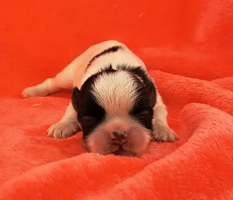 Shih Tzu  Barbie Of Mayajoe'S Dreams