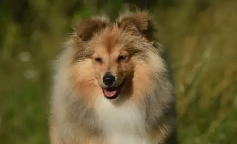Shetland Sheepdog  B.... De La Colline D'Ans photo 3