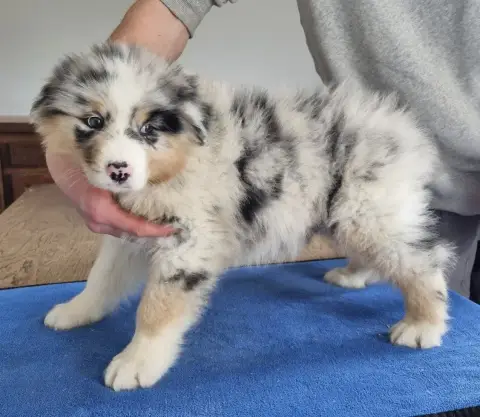 Berger Australien  Chiot N°2 Des Hirondelles Du Voyag 1cc36