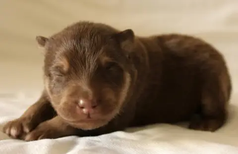 Chien Finnois De Laponie  Brocéliande Baïkal De La Va bdd27