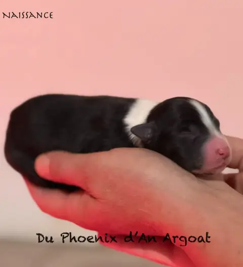 Berger Australien  Chiot 5 Du Phoenix D'An Argoat photo 3