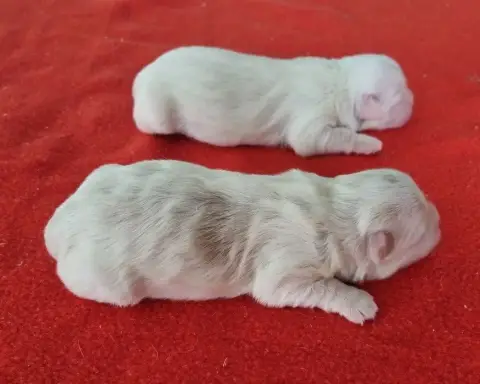 Coton De Tulear  Chiot N°4 Des Hirondelles Du Voyage c9775
