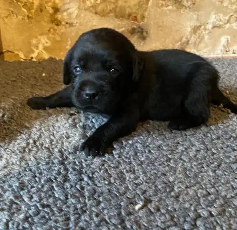 Labrador Retriever  Chiot N°2 Du Moulin De Madjurie 1847f