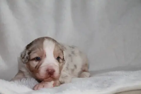 Berger Australien  Chiot N°2 Du Rêve Des Joyaux photo 2
