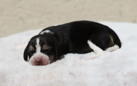 Beagle  Chiot 5 De La Rivière D’Hayley photo 2