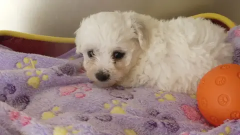 Adopter Bichon Frise 
                        Chiot N°5 Du Do 7f3c7