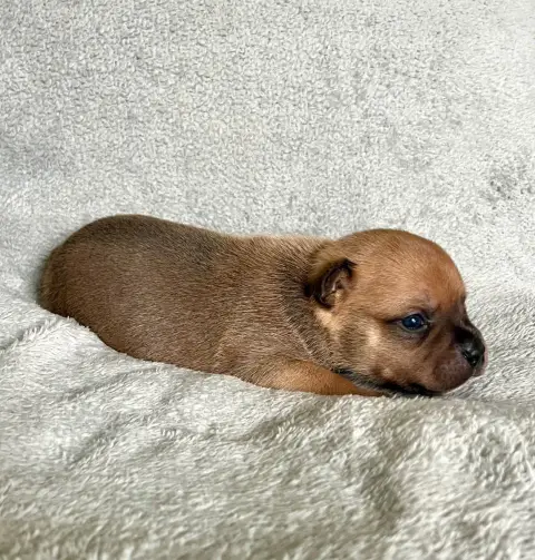 Staffordshire Bull Terrier  Fauve Patasnegras photo 3