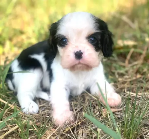 Cavalier King Charles Spaniel  Britney Spears Du Mas  ee665