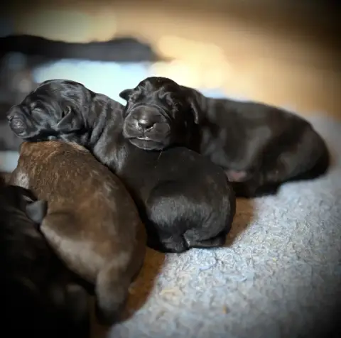 Cane Corso  Chiot N°6 Du Mas Des Origines
