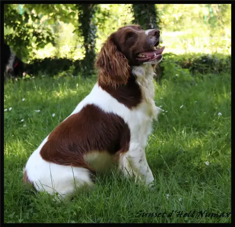 English Springer Spaniel  Aby Du Royaume Des Bouviers 38b41 photo 2
