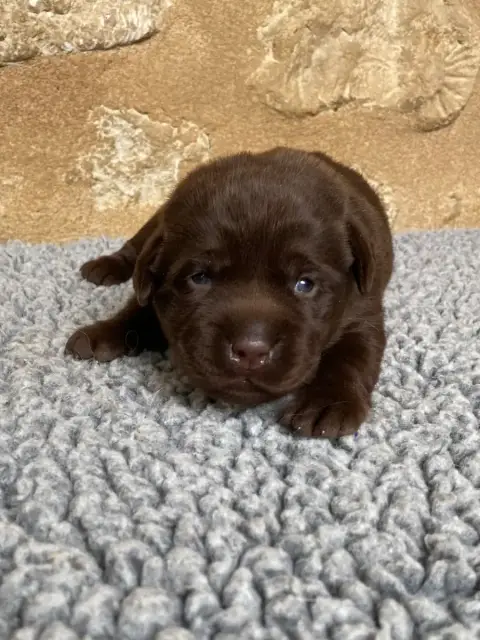 Labrador Retriever  Chiot N°5 Du Moulin De Madjurie e9e68