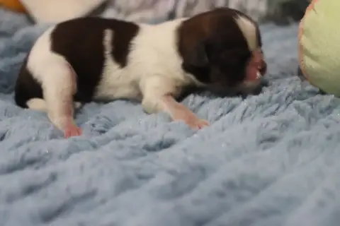Shih Tzu  Biscotte De La Ferme Des Mottes photo 3