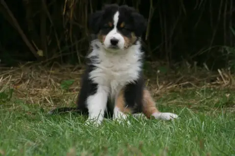 Berger Australien  Chiot N°10 Des Légendes De Maika 3295a photo 2