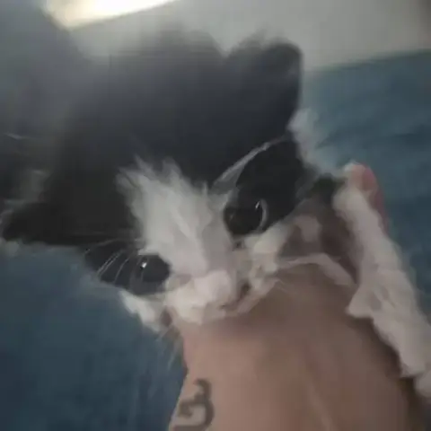 Chat Oreo À La Réservation