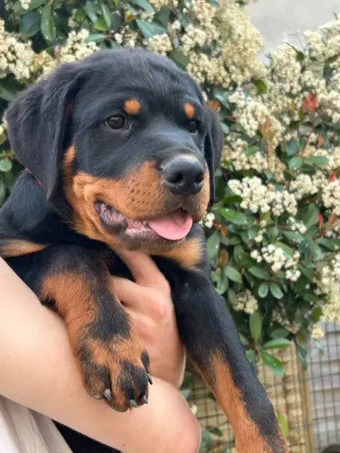 Rottweiler  Ba Y De La Tribu De Rottweil